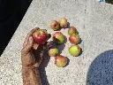 Appel_Malus domestica 'Summerred' (2).webp