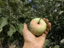 Appel_Malus domestica 'Précoce de Wirwignes' (5).webp