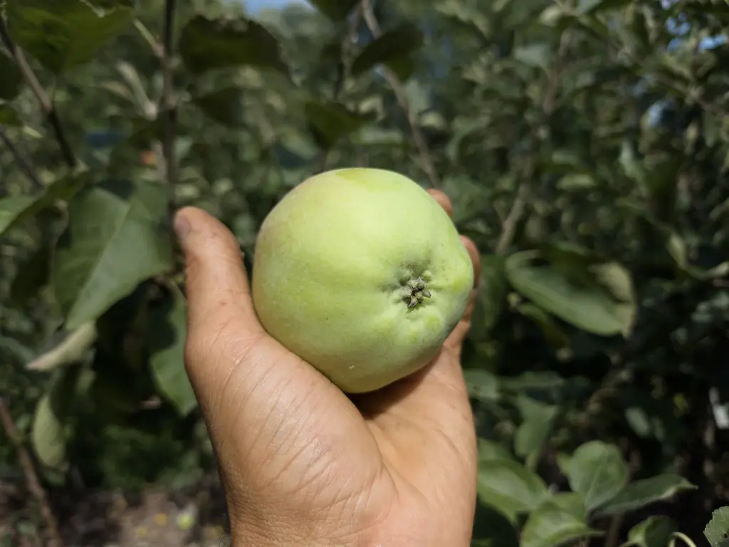 Appel_Malus domestica 'Précoce de Wirwignes' (6).webp