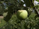 Appel_Malus domestica 'Précoce de Wirwignes' (3).webp