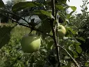 Appel_Malus domestica 'Précoce de Wirwignes' (2).webp
