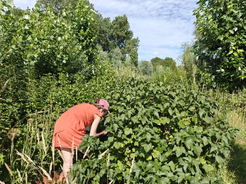 Cassis_Zwarte bes_Ribes nigrum 'Titania'_Pluk (8).webp