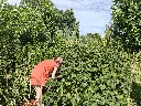 Cassis_Zwarte bes_Ribes nigrum 'Titania'_Pluk (8).webp