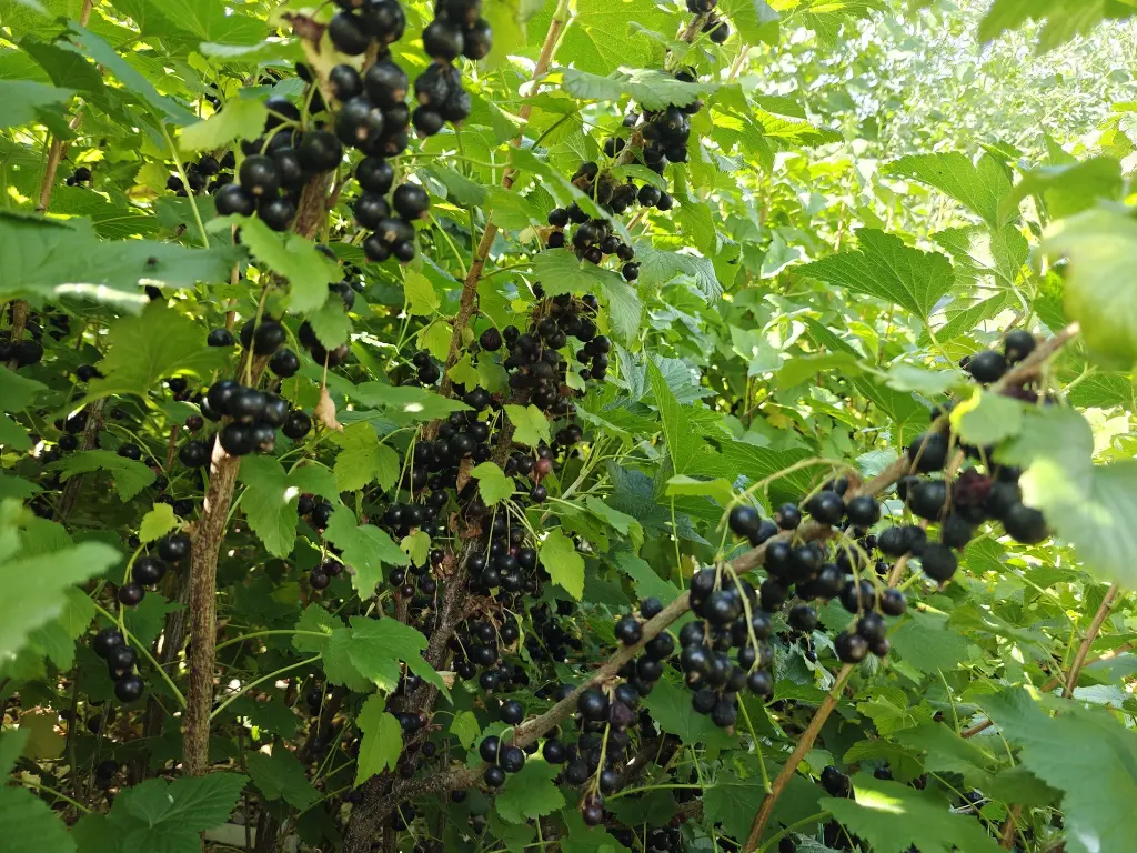Cassis_Zwarte bes_Ribes nigrum 'Titania'_Pluk (5).webp