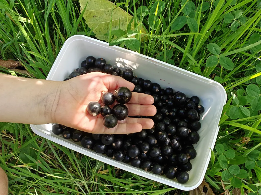 Cassis_Zwarte bes_Ribes nigrum 'Titania'_Pluk (6).webp