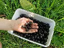 Cassis_Zwarte bes_Ribes nigrum 'Titania'_Pluk (6).webp
