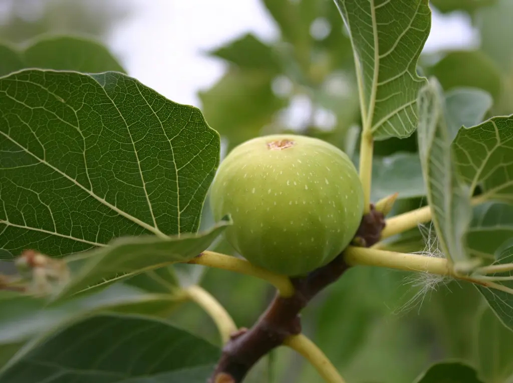 Vijg_Ficus carica 'Blanche' (2).webp