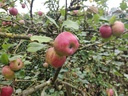 Malus domestica 'Kalvijntje' - Appel