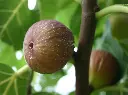 Vijg_Ficus carica 'Madeleine des deux saisons' (2).webp