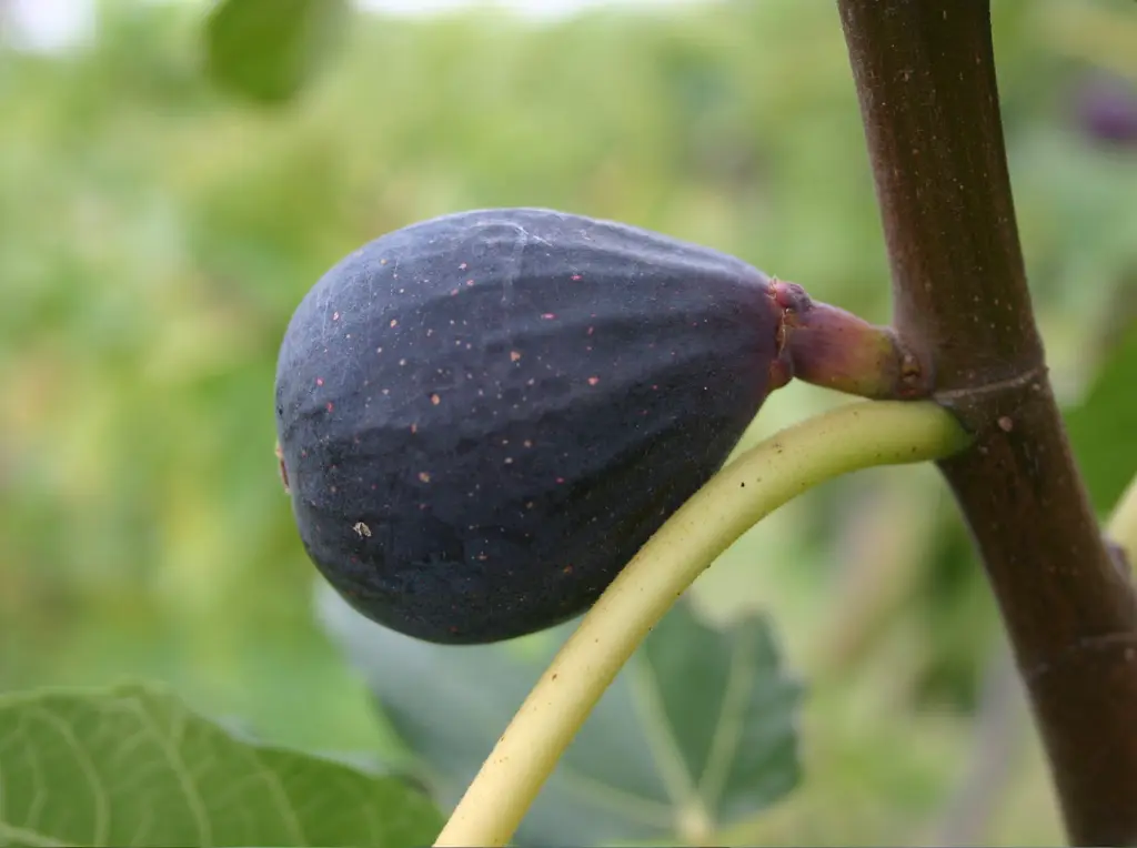 Vijg_Ficus carica 'Negronne'.webp