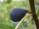 Vijg_Ficus carica 'Negronne'.webp