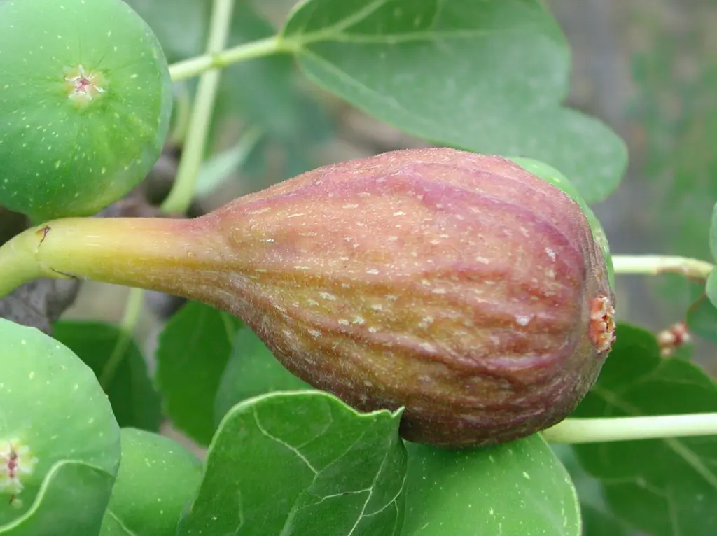 Vijg_Ficus carica 'Brown Turkey'.webp