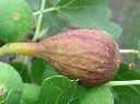 Vijg_Ficus carica 'Brown Turkey'.webp