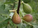 Vijg_Ficus carica 'Longue d'Août'.webp