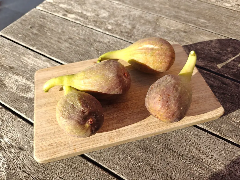 Vijg_Ficus carica 'Longue d'Août' (25).webp