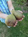 Vijg_Ficus carica 'Longue d'Août' (20).webp
