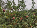 Malus domestica 'Kalvijntje' - Appel