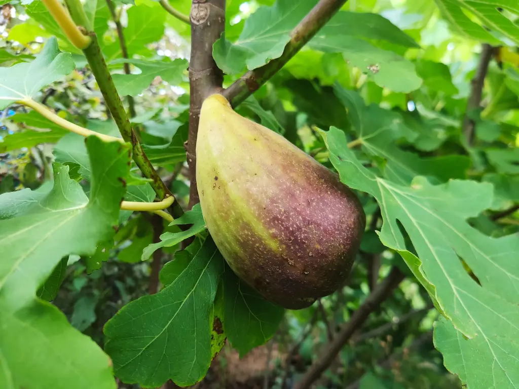 Vijg_Ficus carica 'Longue d'Août' (9).webp