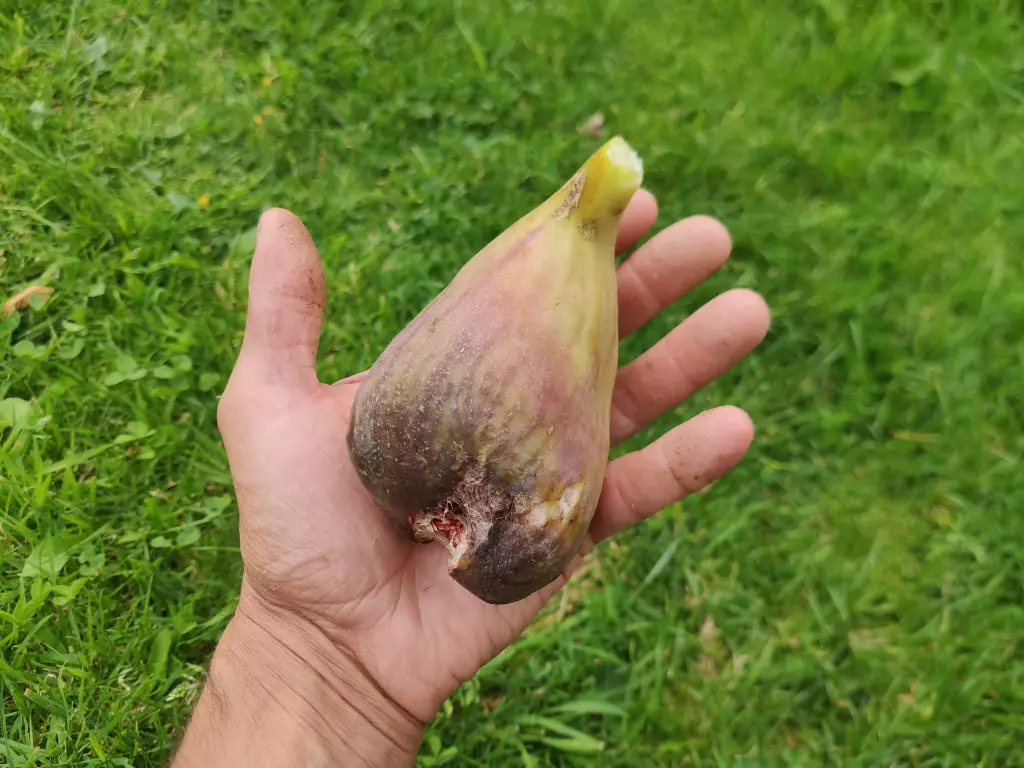 Vijg_Ficus carica 'Longue d'Août' (11).webp