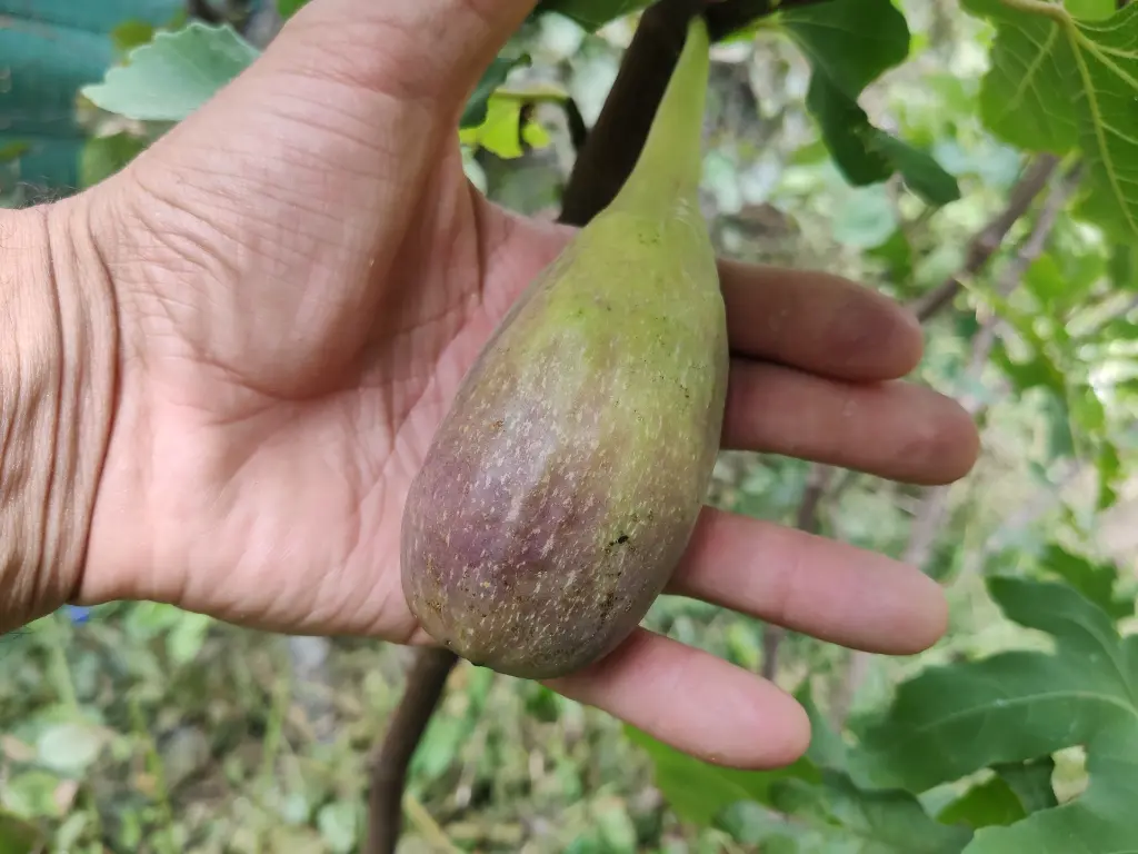 Vijg_Ficus carica 'Longue d'Août' (5).webp