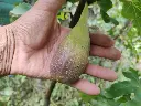 Vijg_Ficus carica 'Longue d'Août' (5).webp
