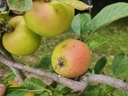 Malus domestica 'Lombarts Calville' - Appel