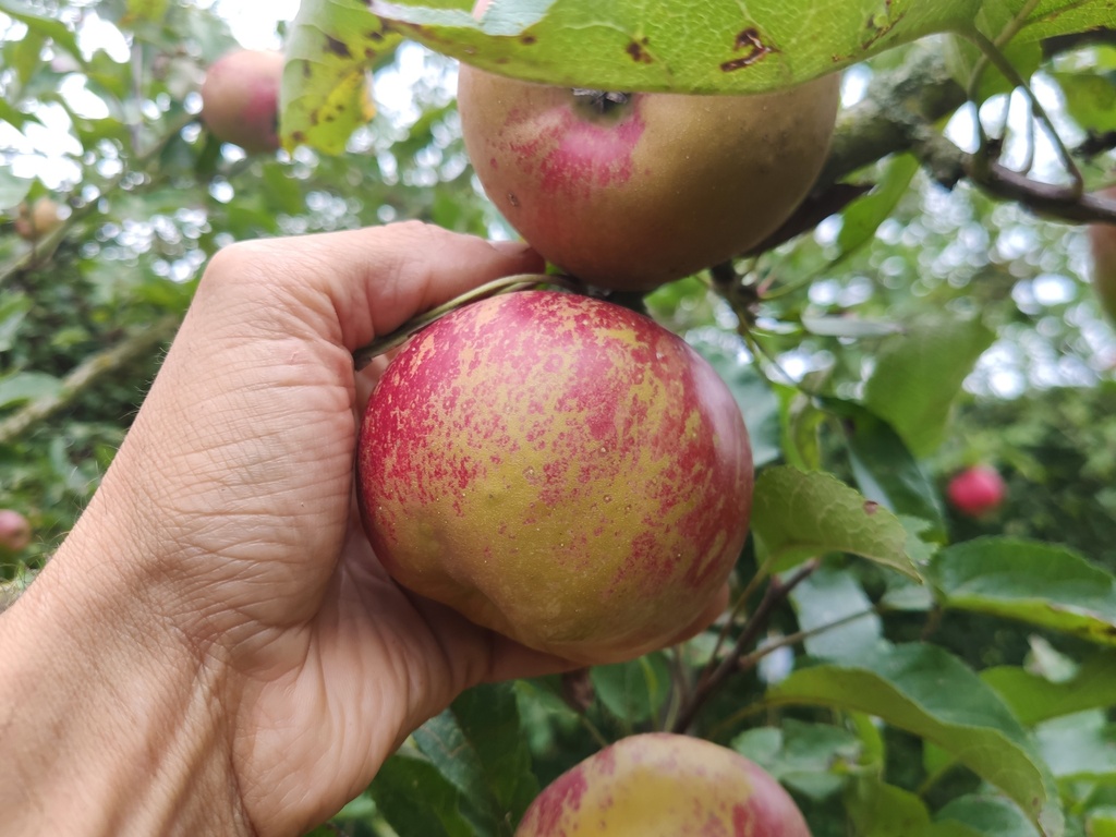 Malus domestica 'Melrose' - Appel
