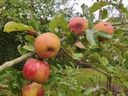 Malus domestica 'Melrose' - Appel