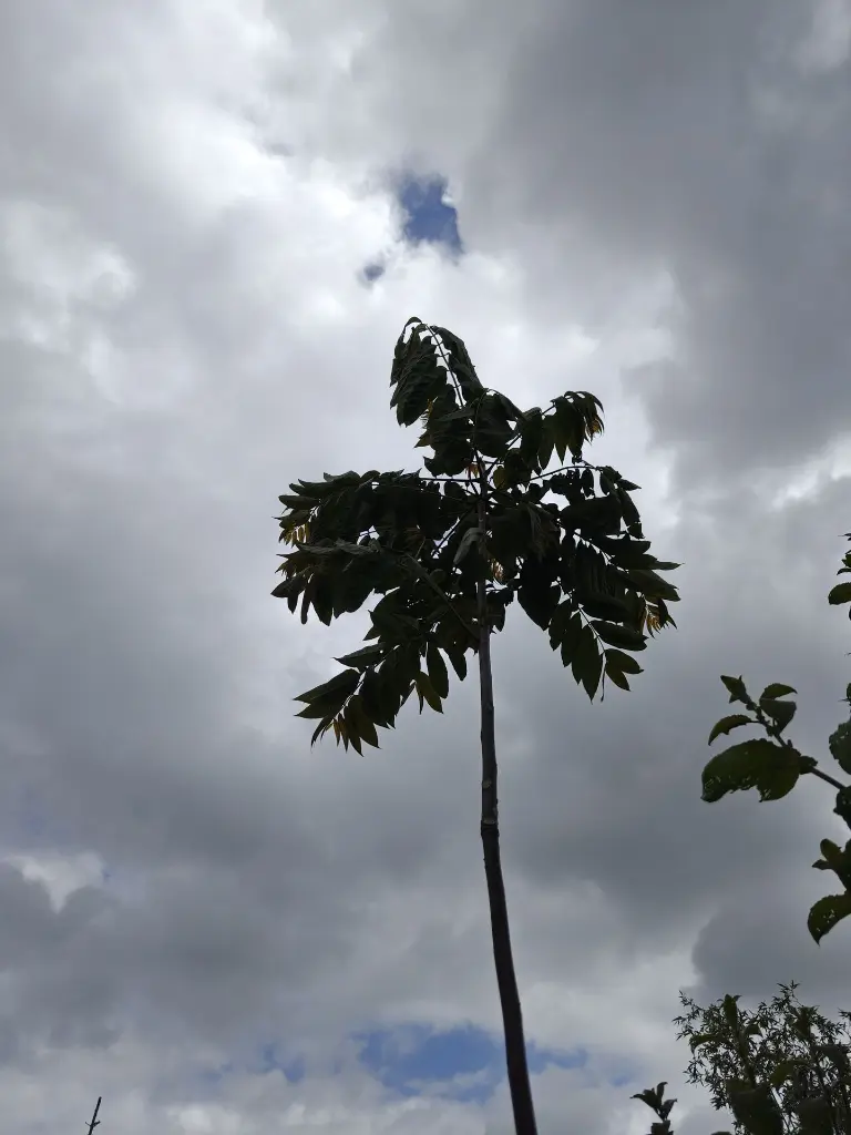 Chinese mahonie_uiensoepboom_Toona sinensis (1).webp