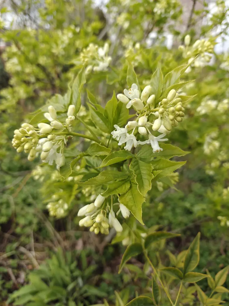 Colchische pimpernoot_Staphylea colchica (4).webp