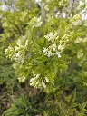 Colchische pimpernoot_Staphylea colchica (4).webp
