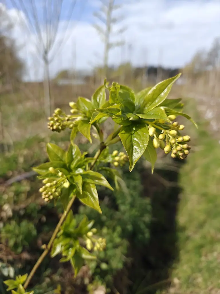 Colchische pimpernoot_Staphylea colchica (2).webp