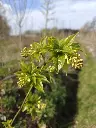 Colchische pimpernoot_Staphylea colchica (2).webp