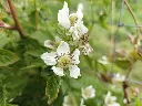 Braamboos_Rubus × loganobaccus 'Boysenberry' (4).webp