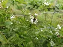 Braamboos_Rubus × loganobaccus 'Boysenberry' (3).webp