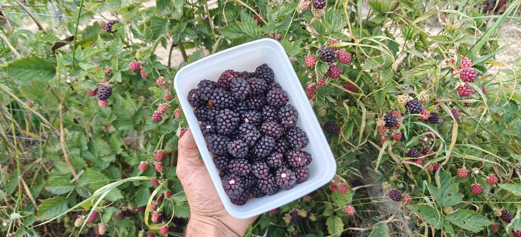 Braamboos_Rubus × loganobaccus 'Boysen' (2).webp