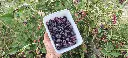 Braamboos_Rubus × loganobaccus 'Boysen' (2).webp