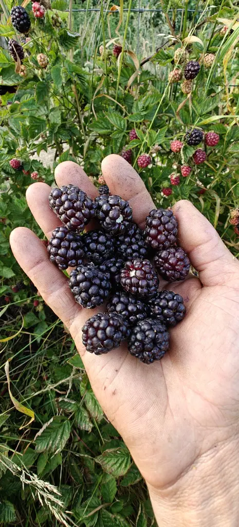 Braamboos_Rubus × loganobaccus 'Boysen' (8).webp