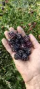 Braamboos_Rubus × loganobaccus 'Boysen' (8).webp
