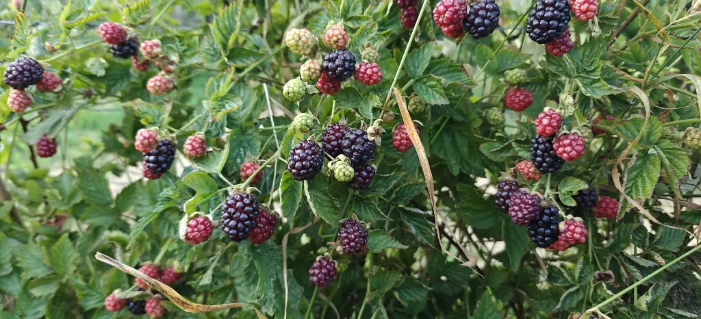 Braamboos_Rubus × loganobaccus 'Boysen' (6).webp