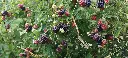 Braamboos_Rubus × loganobaccus 'Boysen' (6).webp