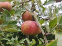 Malus domestica 'Melrose' - Appel