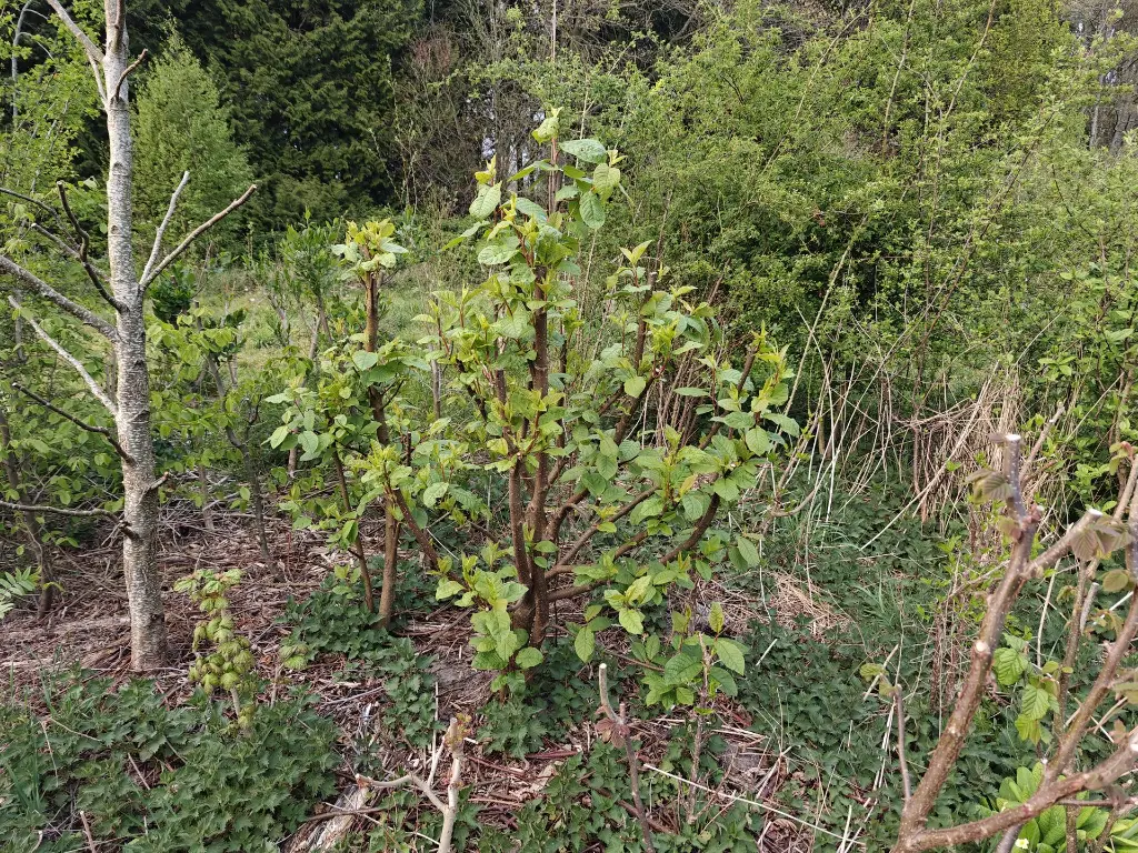Vogelkers_Prunus padus_Wintersnoei_Syntropie (2).webp