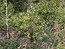 Vogelkers_Prunus padus_Wintersnoei_Syntropie (2).webp