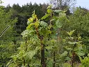 Vogelkers_Prunus padus_Wintersnoei_Syntropie (3).webp