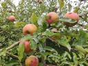 Malus domestica 'Melrose' - Appel