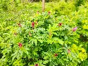 Roseraie de l'Hay (4).webp