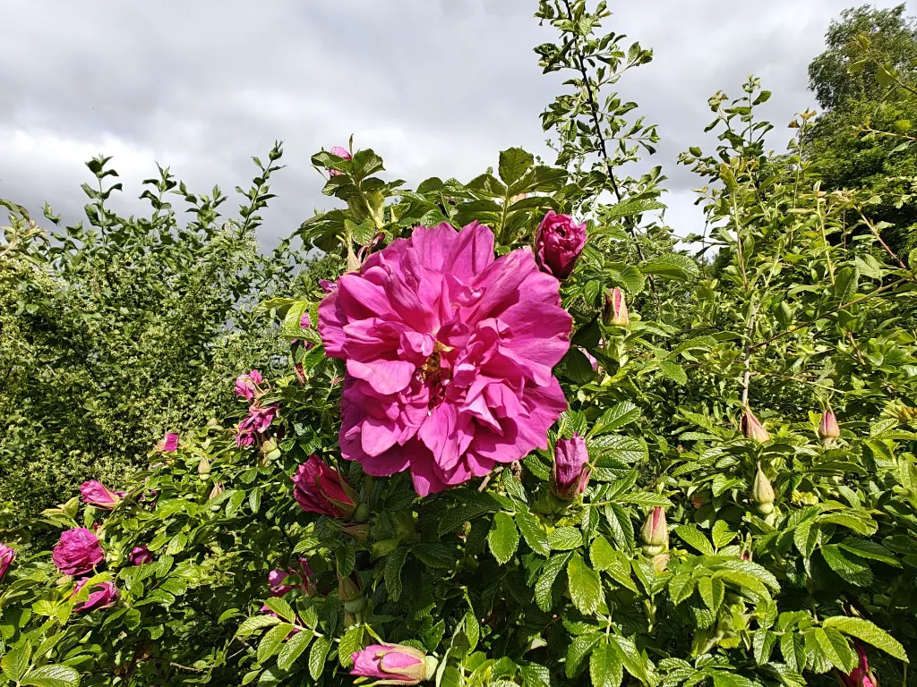 Roos_Rosa rugosa 'Roseraie de l'Haÿ' (4).webp