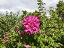 Roos_Rosa rugosa 'Roseraie de l'Haÿ' (4).webp