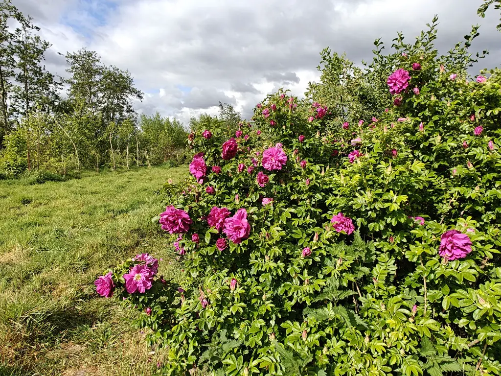 Roos_Rosa rugosa 'Roseraie de l'Haÿ' (2).webp